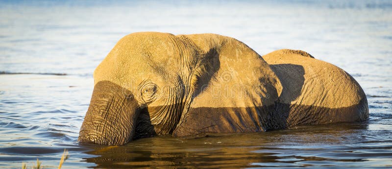 Download Éléphant De Parc National De Chobe Photo stock - Image du stationnement, trunk: 77150850