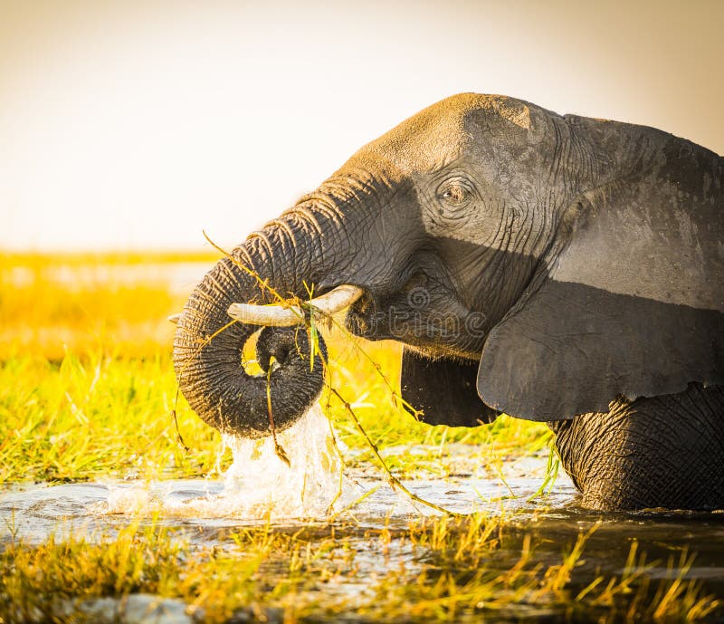 Download Éléphant De Parc National De Chobe Photo stock - Image du afrique, oreilles: 77152928