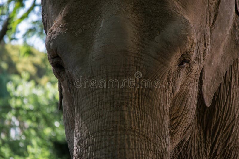 Éléphant de stationnement dans le zoo de Mysore photographie stock Éléphant de stationnement dans le zoo de Mysore photographie stock
