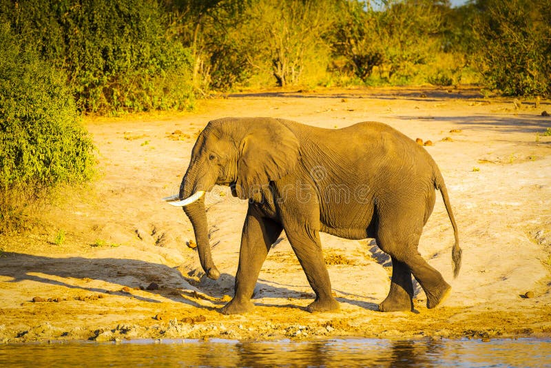 Download Éléphant De Taureau Marchant Le Long De La Rivière Image stock - Image du afrique, faune: 77150851
