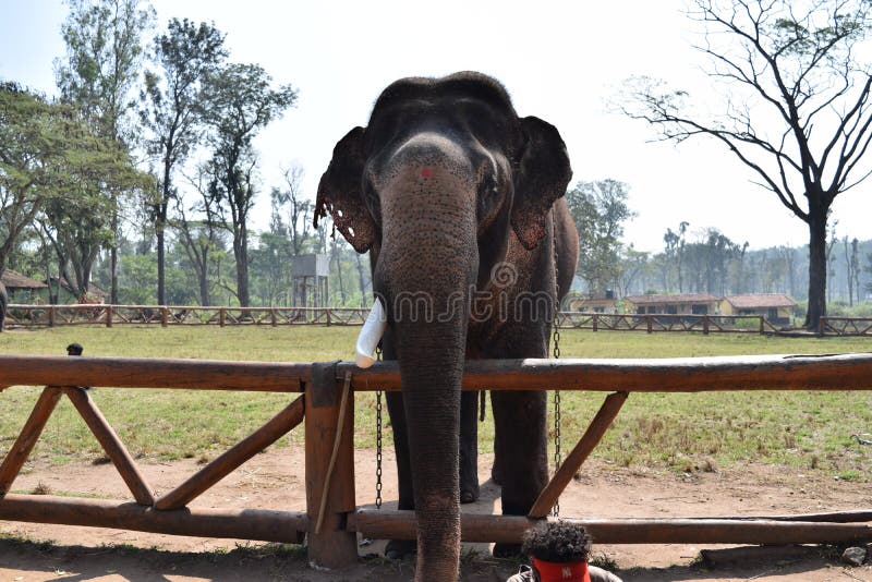 Éléphant en atmosphère fraîche dans le coorg photographie stock libre de droits Éléphant en atmosphère fraîche dans le coorg photographie stock libre de droits