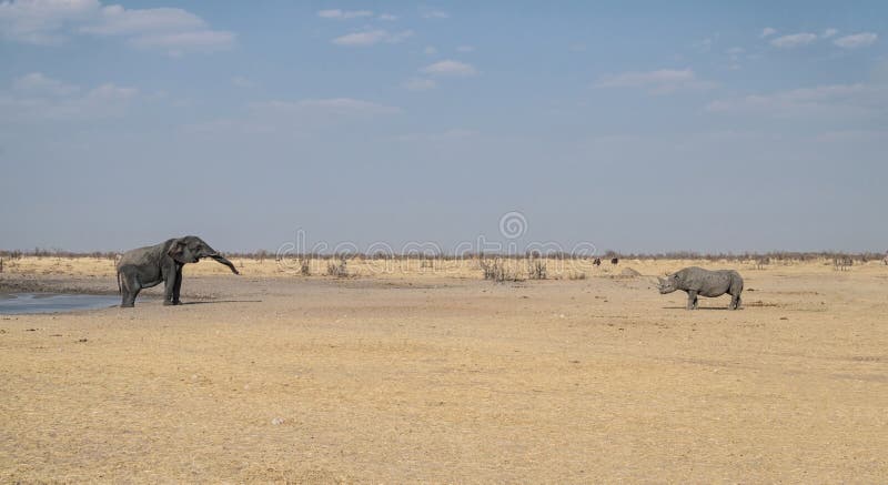 Éléphant et rhinocéros noir photographie stock libre de droits Éléphant et rhinocéros noir photographie stock libre de droits
