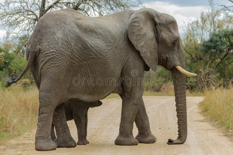 Éléphant et veau sur un chemin de terre abandonné photo stock Éléphant et veau sur un chemin de terre abandonné photo stock