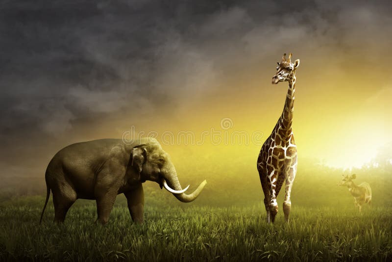 Éléphant Et Girafe D'isolement Sur Le Fond Blanc Éléphant Et Girafe Se