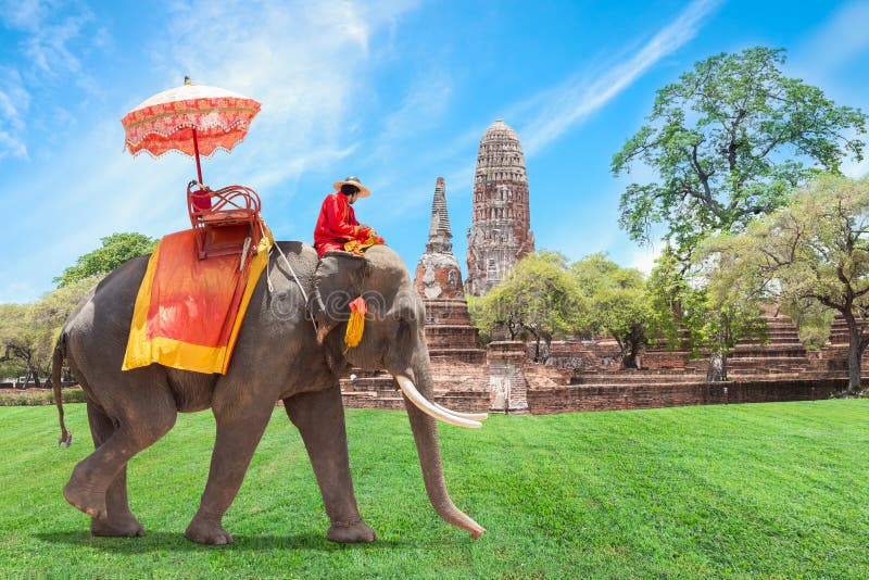 Éléphant pour des touristes à Ayutthaya, Thaïlande