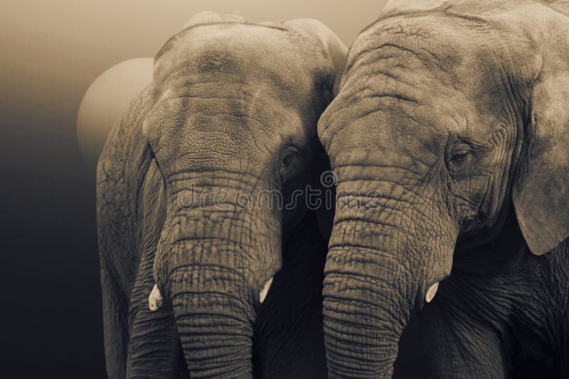 Éléphants africains, africana de Loxodonta, se tenant avec le soleil se levant derrière Éléphants africains, africana de Loxodonta, se tenant avec le soleil se levant derrière