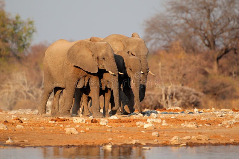 Éléphants au point d'eau, Etosha photos stock Éléphants au point d'eau, Etosha photos stock