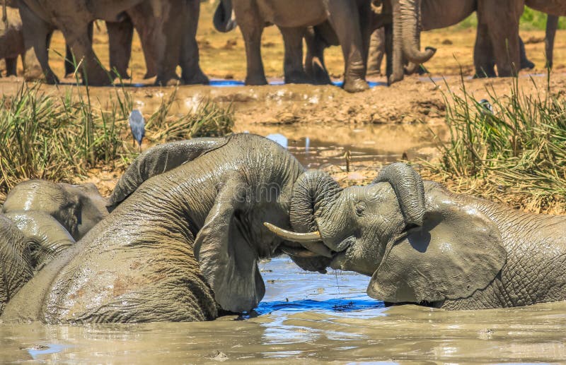 Éléphants combattant dans la boue Éléphants combattant dans la boue
