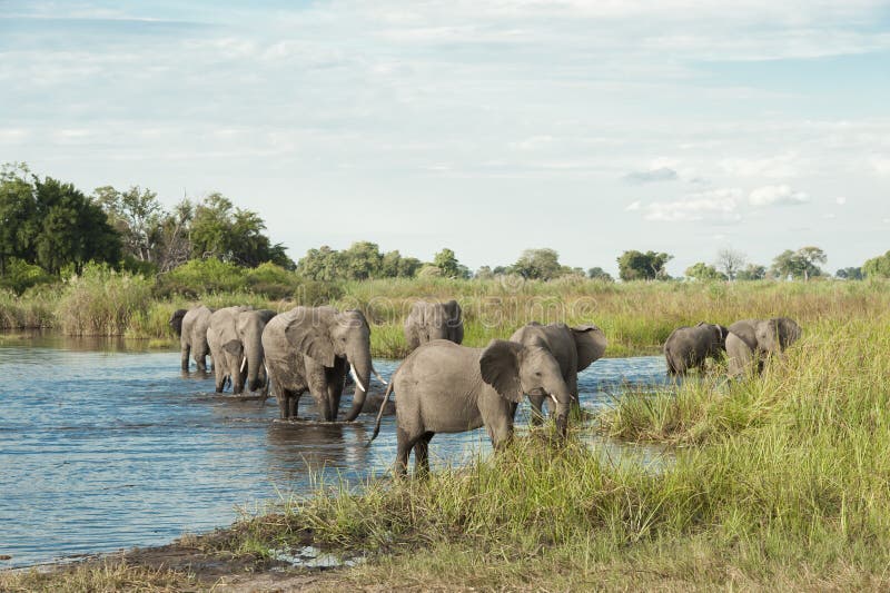 Éléphants dans l'eau images libres de droits Éléphants dans l'eau images libres de droits