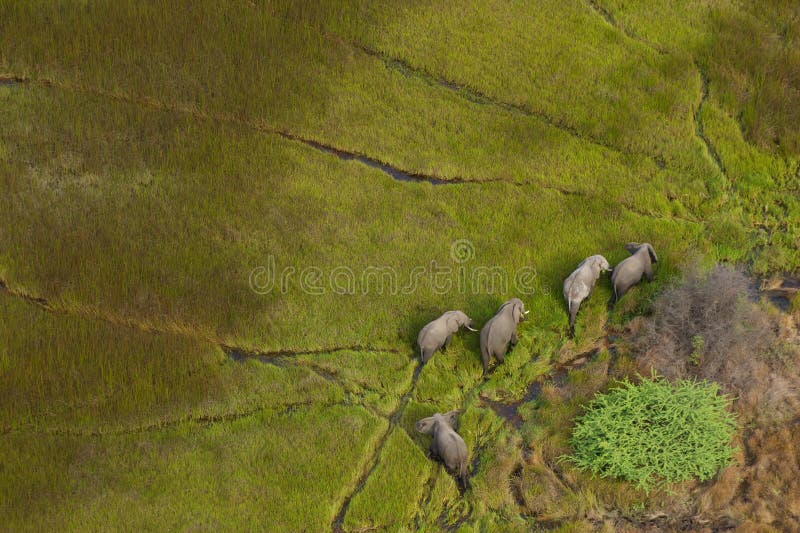 Éléphants dans le delta d'Okavango