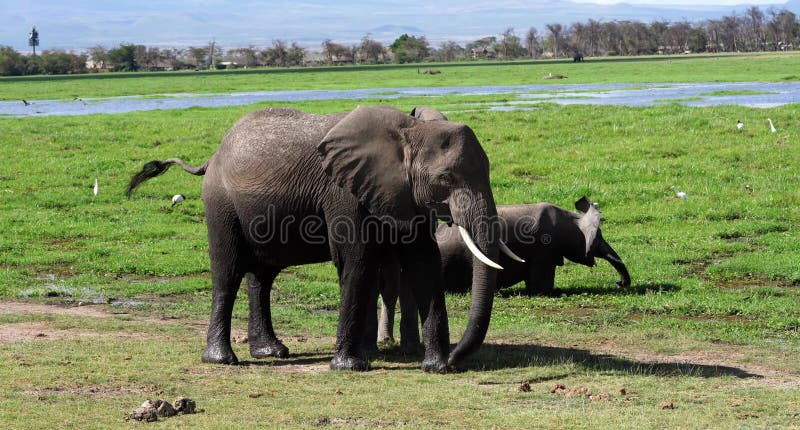 Éléphants de Kilimanjaro en parc national Kenya d'Amboseli photos libres de droits Éléphants de Kilimanjaro en parc national Kenya d'Amboseli photos libres de droits