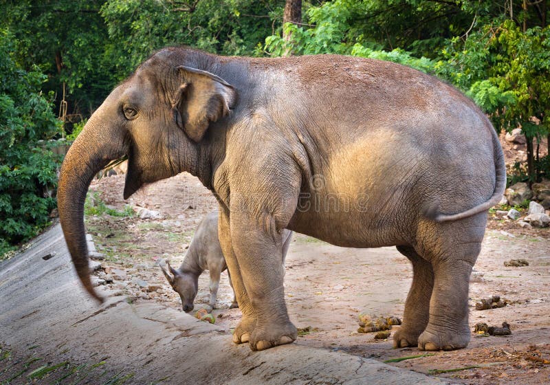 Éléphants femelles asiatiques parmi la nature du ` s de zoo photos libres de droits Éléphants femelles asiatiques parmi la nature du ` s de zoo photos libres de droits