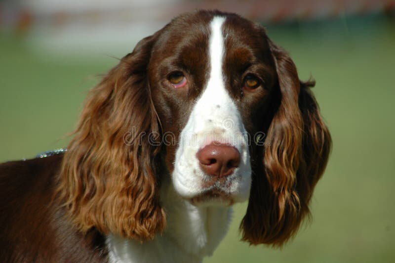 A beautiful English Springer Spaniel dog head portrait with cute expression in the face watching other dogs in the park. A beautiful English Springer Spaniel dog head portrait with cute expression in the face watching other dogs in the park