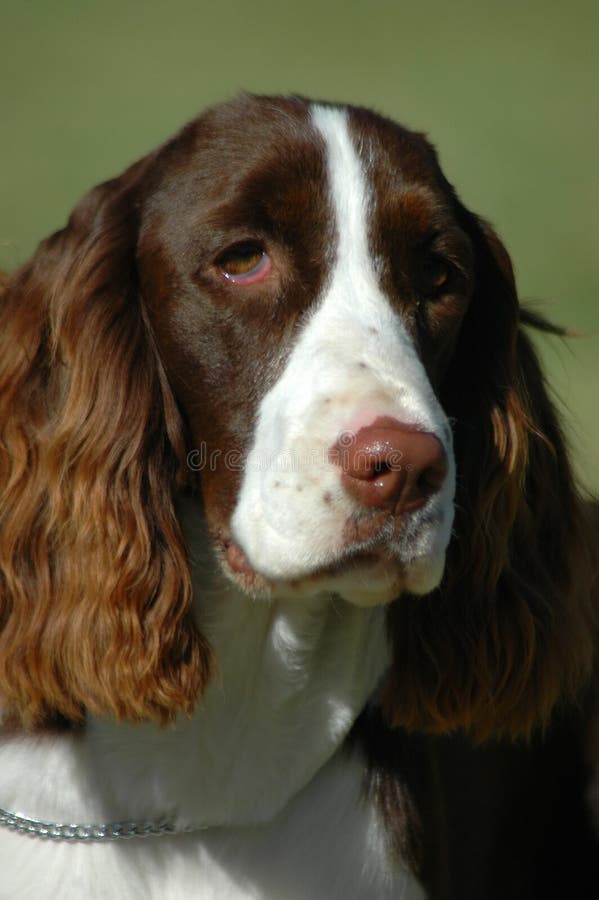 A beautiful English Springer Spaniel dog head portrait with cute expression in the face watching other dogs in the park. A beautiful English Springer Spaniel dog head portrait with cute expression in the face watching other dogs in the park