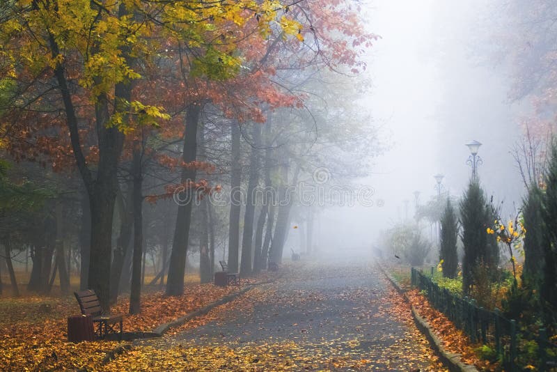 Épais brouillard dans le parc d'automne un chemin dans le parc.