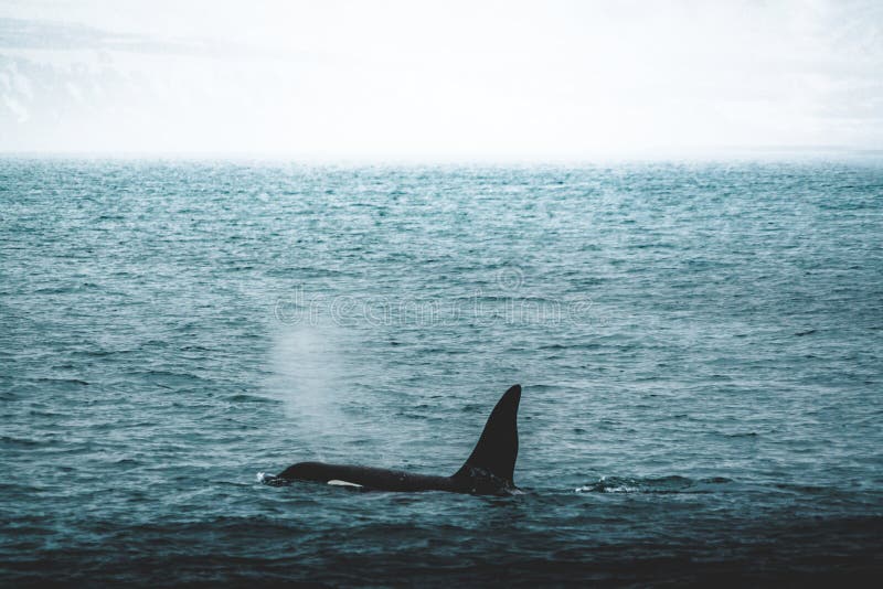 Épaulard d'orque près de la côte de montagne de l'Islande pendant l'hiver Orque d'Orcinus dans l'habitat de l'eau, scène de faune images libres de droits Épaulard d'orque près de la côte de montagne de l'Islande pendant l'hiver Orque d'Orcinus dans l'habitat de l'eau, scène de faune images libres de droits