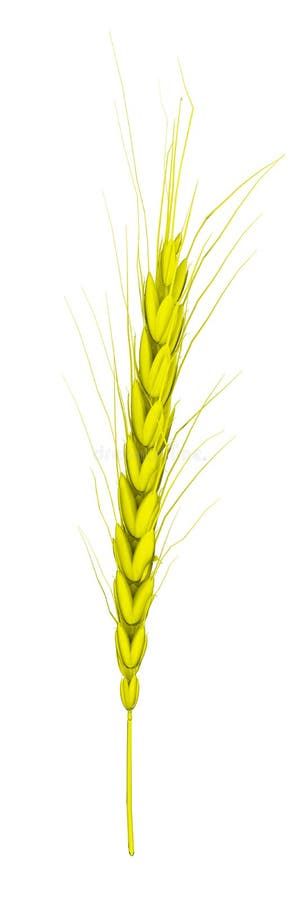 Épillets d'oreilles de blé avec des grains illustration de vecteur Épillets d'oreilles de blé avec des grains illustration de vecteur