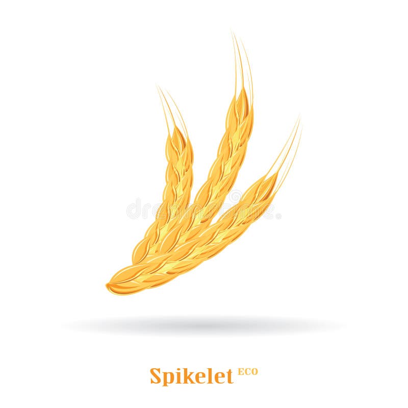 Épillets de blé Blé agricole, symbole, d'isolement sur le fond blanc illustration libre de droits Épillets de blé Blé agricole, symbole, d'isolement sur le fond blanc illustration libre de droits