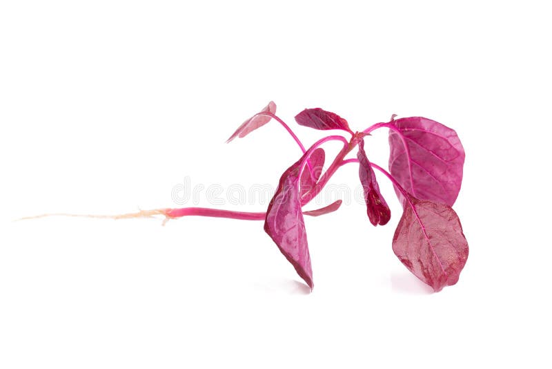 épinards rouges d'isolement sur le fond blanc images stock épinards rouges d'isolement sur le fond blanc images stock