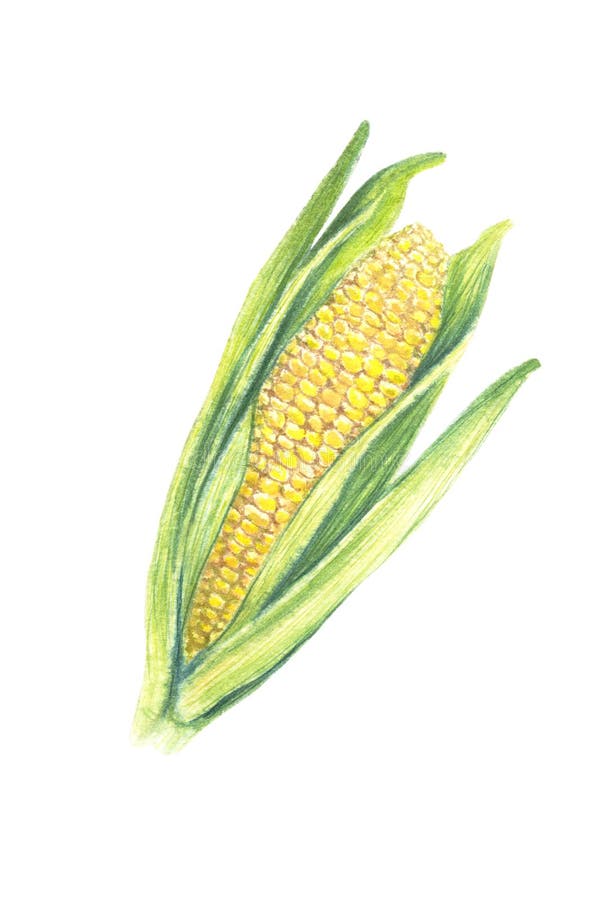 Sweet corn cob with leaves. isolated on white background. Watercolor painting. Hand drawn illustration. Realistic botanical art. Sweet corn cob with leaves. isolated on white background. Watercolor painting. Hand drawn illustration. Realistic botanical art.