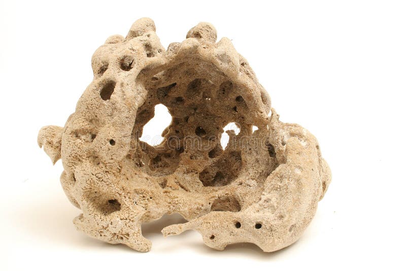 Éponge de mer sur fond blanc photos libres de droits