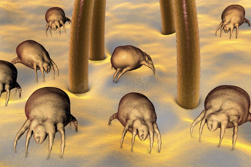 Époussetez les acarides Dermatophagoides qui vivent dans la poussière et des meubles illustration de vecteur Époussetez les acarides Dermatophagoides qui vivent dans la poussière et des meubles illustration de vecteur