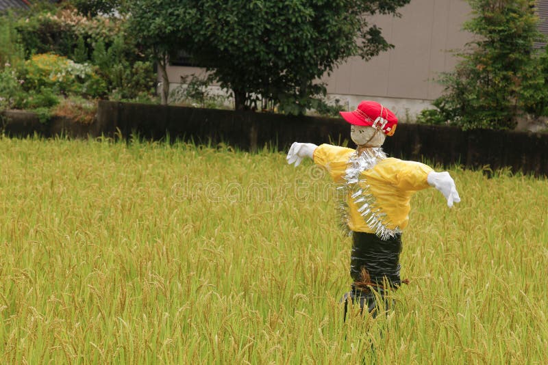 Épouvantails se tenant au gisement vert de riz Landsca rural d'épouvantail photographie stock Épouvantails se tenant au gisement vert de riz Landsca rural d'épouvantail photographie stock
