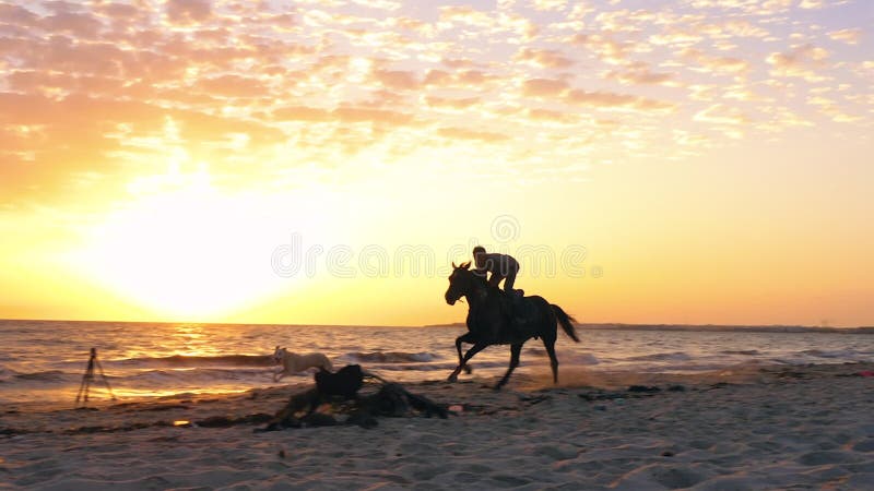Équipez l'équitation de cavalier sur le cheval et le chien fonctionnant sur la plage sablonneuse tandis que lever de soleil de ma