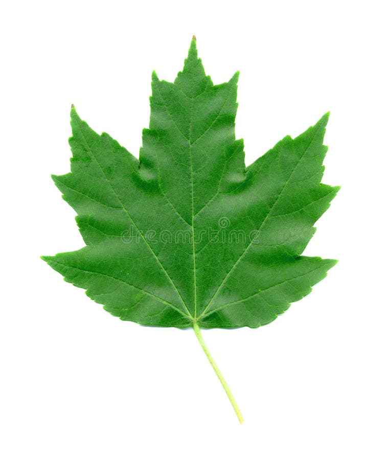 Érable-Lame en été photo stock Érable-Lame en été photo stock