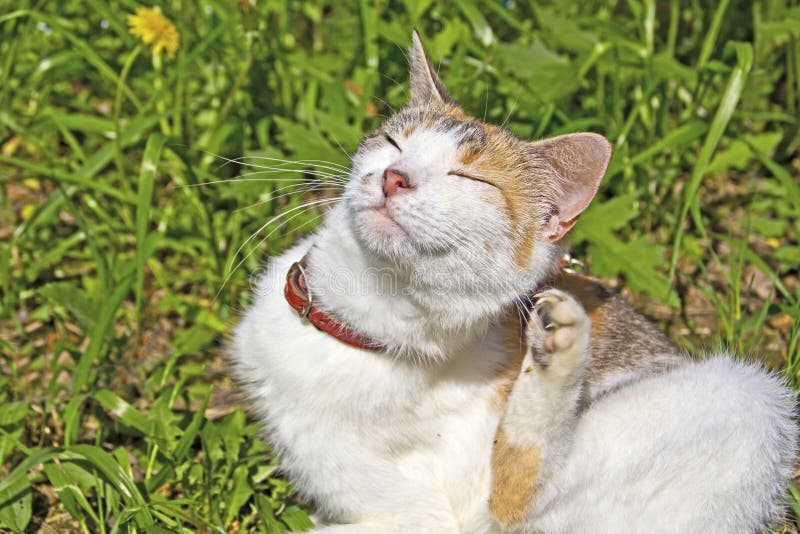 Éraflures de chat l'oreille photographie stock Éraflures de chat l'oreille photographie stock