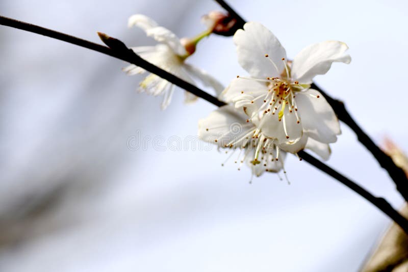 Ésta es flor del sur de la pera de China fotografía de archivo libre de regalías Ésta es flor del sur de la pera de China fotografía de archivo libre de regalías
