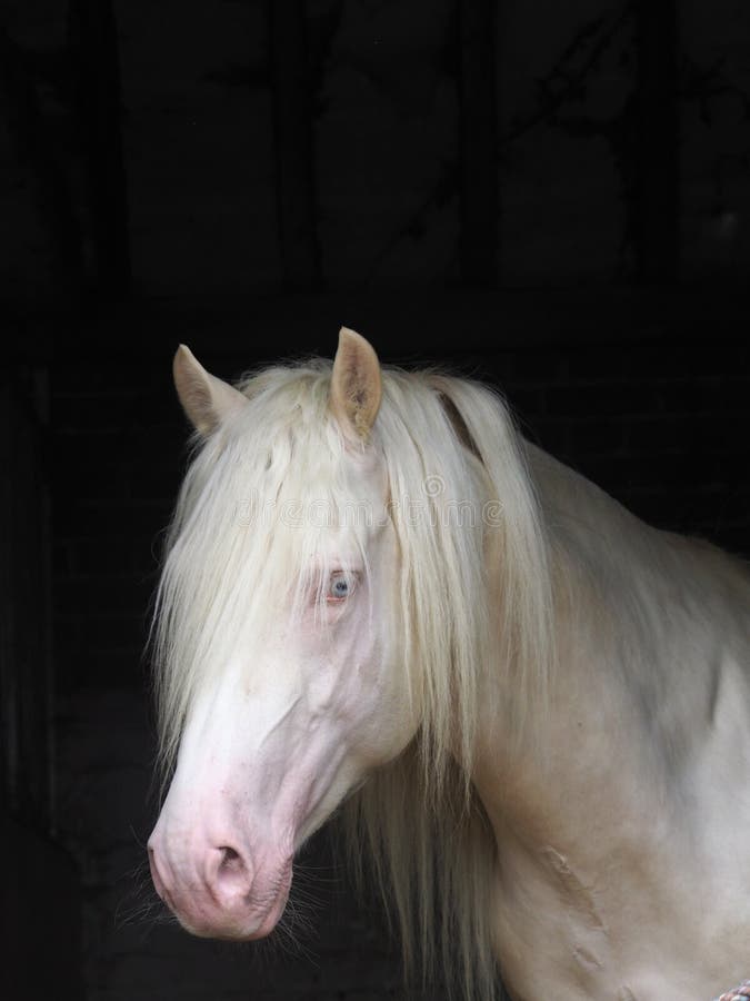 A head shot of a beautiful cremello stallion in a stable. A head shot of a beautiful cremello stallion in a stable