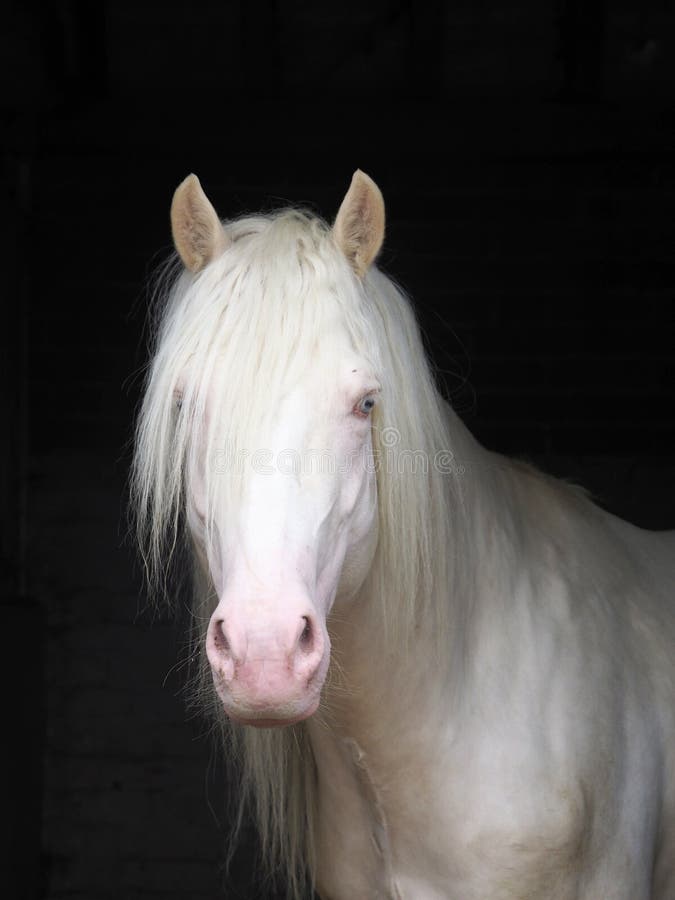 A head shot of a beautiful cremello stallion in a stable. A head shot of a beautiful cremello stallion in a stable