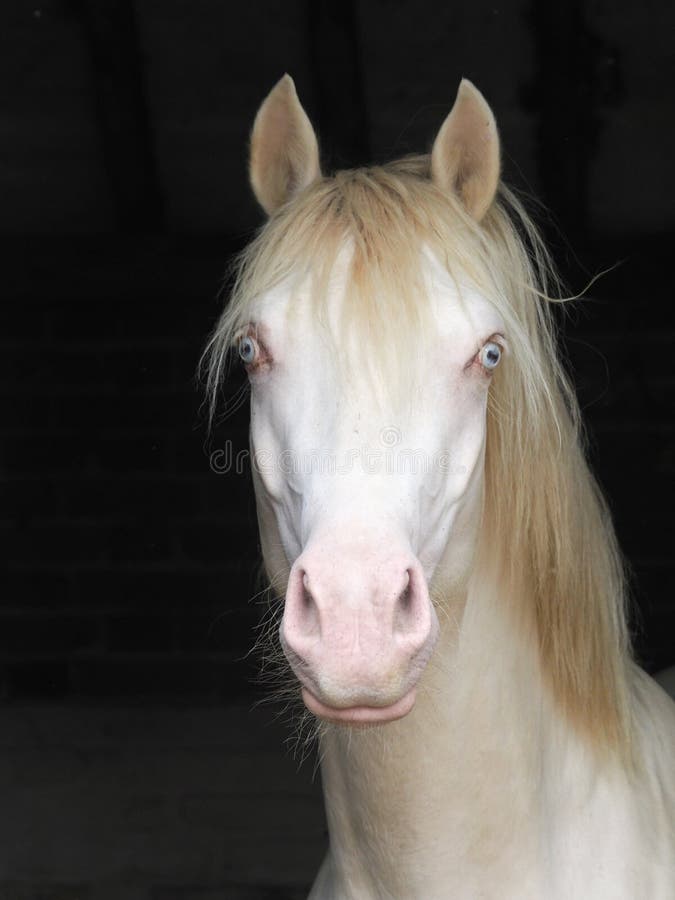 A head shot of a beautiful cremello stallion in a stable. A head shot of a beautiful cremello stallion in a stable