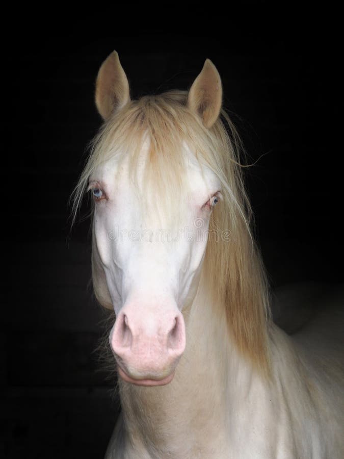 A head shot of a beautiful cremello stallion in a stable. A head shot of a beautiful cremello stallion in a stable