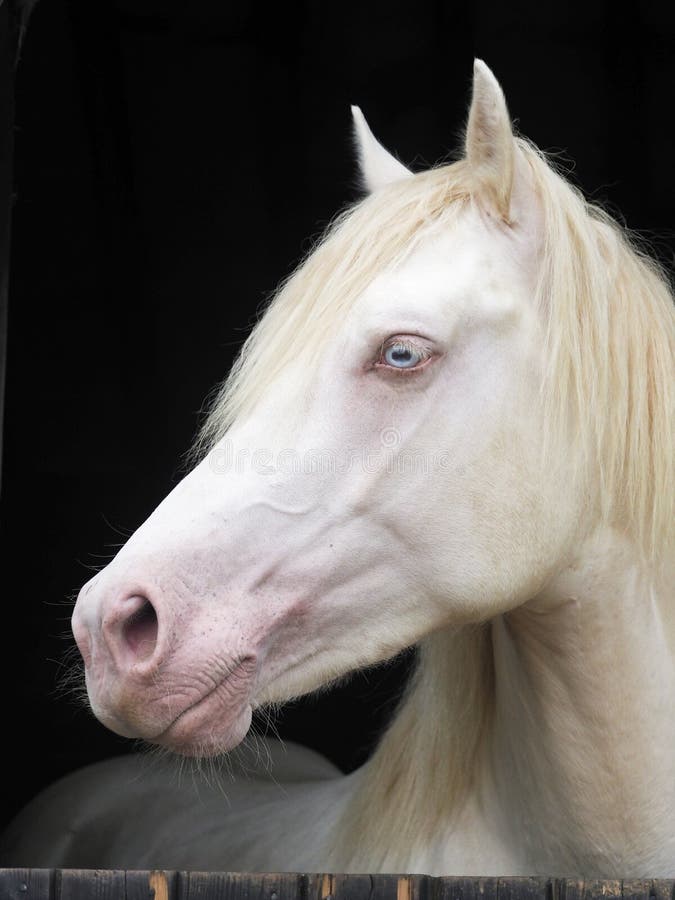 A head shot of a beautiful cremello stallion in a stable. A head shot of a beautiful cremello stallion in a stable