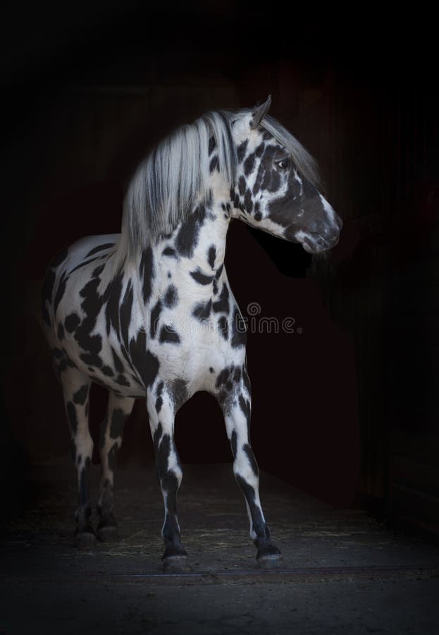 The appaloosa pony stallion on black. The appaloosa pony stallion on black