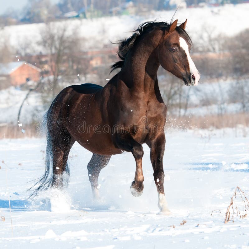 Étalon de poney d'obturation jouant en hiver
