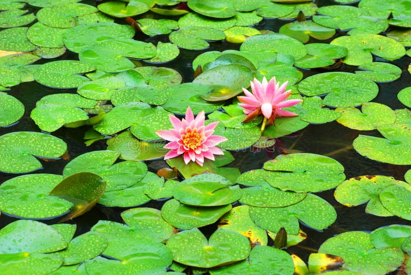Etang du lotus