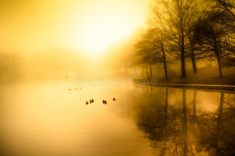Étang de matin image stock Étang de matin image stock