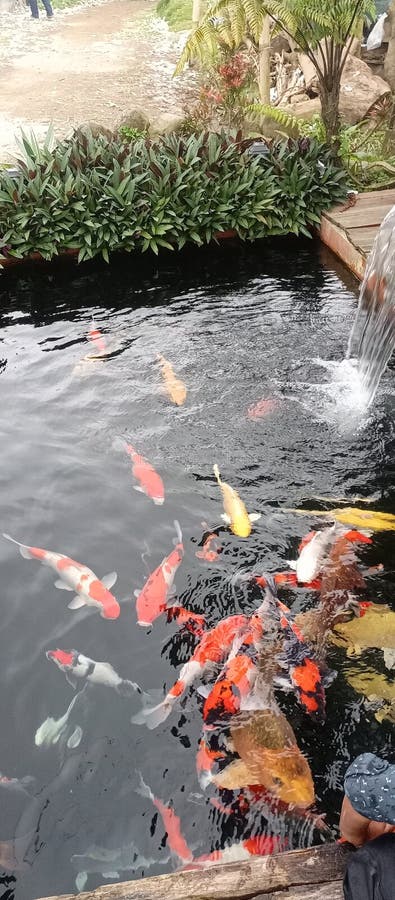 étang à poissons. Les poissons dans l'étang sont beaux et très étonnants