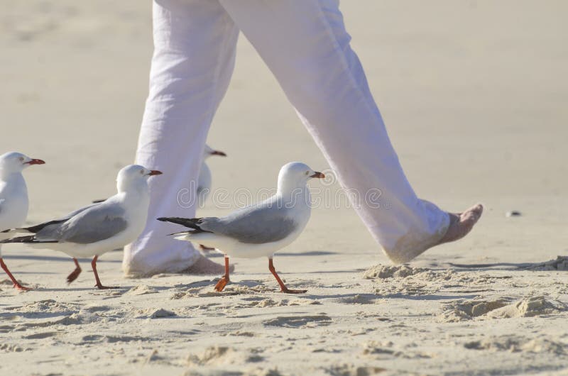 Étape à temps ! Mouettes uniques d'oiseaux de mer d'amusement marchant à temps avec la personne sur la plage