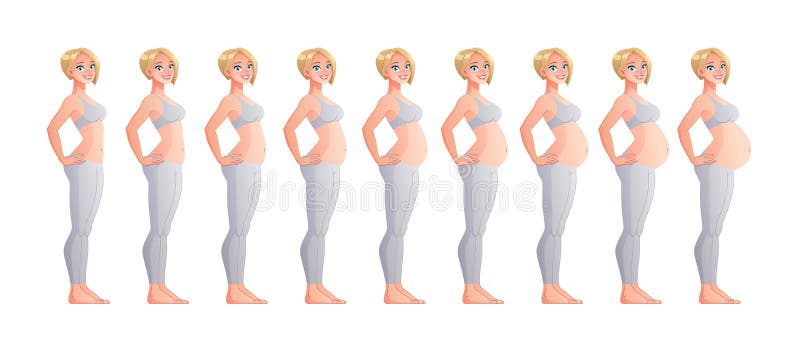 3 Mois De Grossesse En Semaine Amenorrhee Étapes De Grossesse De Mois En Mois Illustration D'isolement De Vecteur