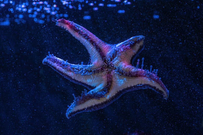 Cushion Star (Pentaceraster sp.) - Starfish. Cushion Star (Pentaceraster sp.) - Starfish