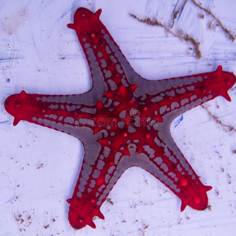 Étoile de mer rouge de bouton photos stock Étoile de mer rouge de bouton photos stock