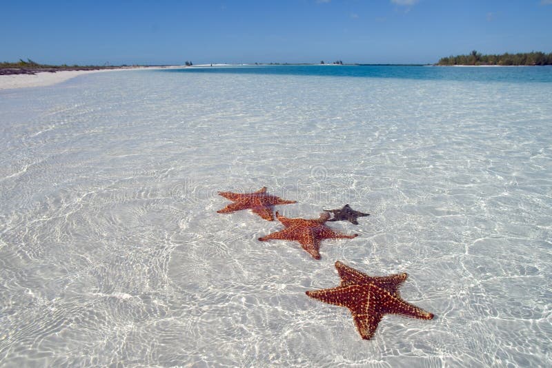 Étoile de mer sur la plage de paradis - 2 image stock Étoile de mer sur la plage de paradis - 2 image stock