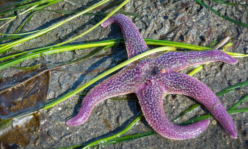 Étoile de mer à jambes du pourpre cinq image libre de droits Étoile de mer à jambes du pourpre cinq image libre de droits