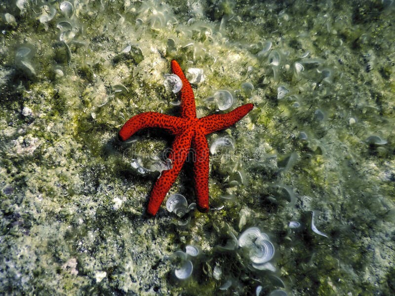 Red Starfish on the Sea Floor, Underwater wildlife. Red Starfish on the Sea Floor, Underwater wildlife