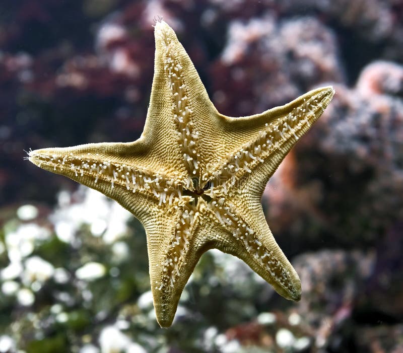 Étoiles de mer image libre de droits Étoiles de mer image libre de droits