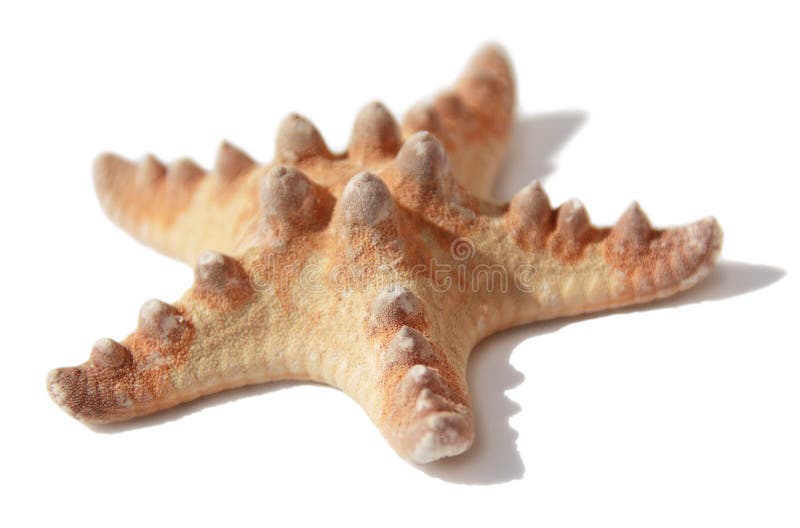 Étoile de mer image libre de droits